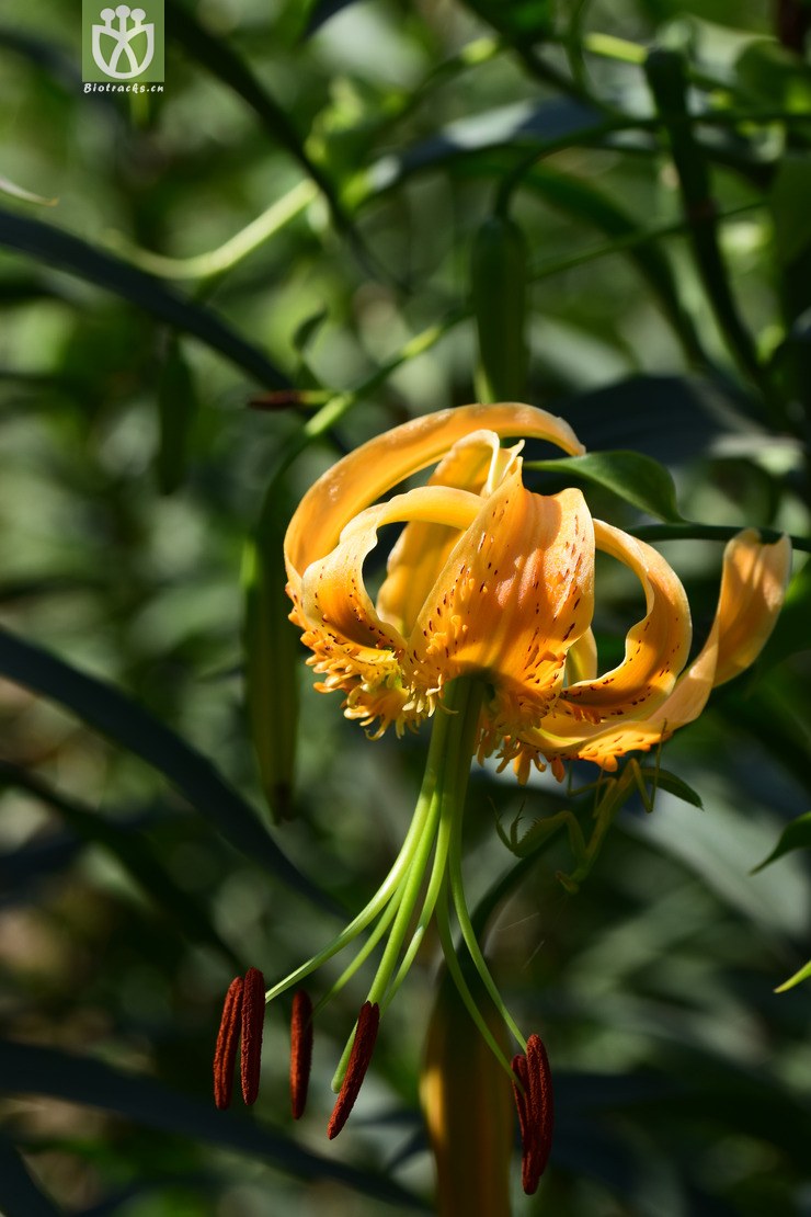 3湖北百合 (5).jpg 相邻时间拍摄的照片     张