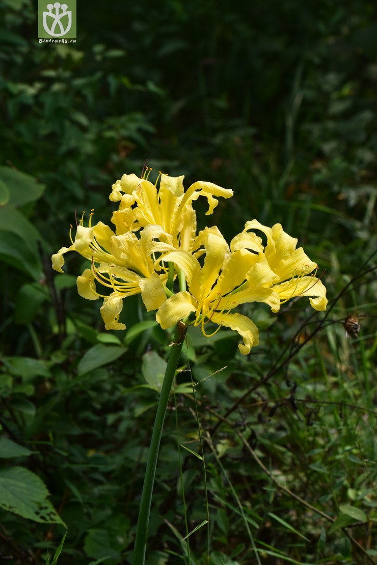 4安徽石蒜 (6).jpg