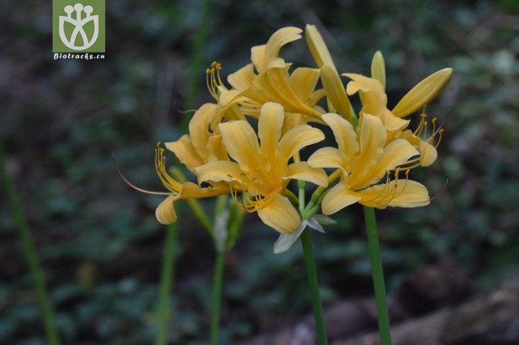 8黄长筒石蒜 (15).jpg