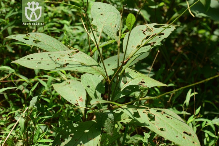 8短毛金线草 (1).jpg 相邻时间拍摄的照片     张