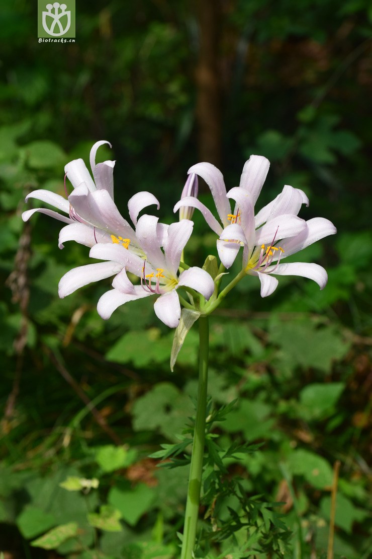 10长筒石蒜 (13).jpg 相邻时间拍摄的照片      张