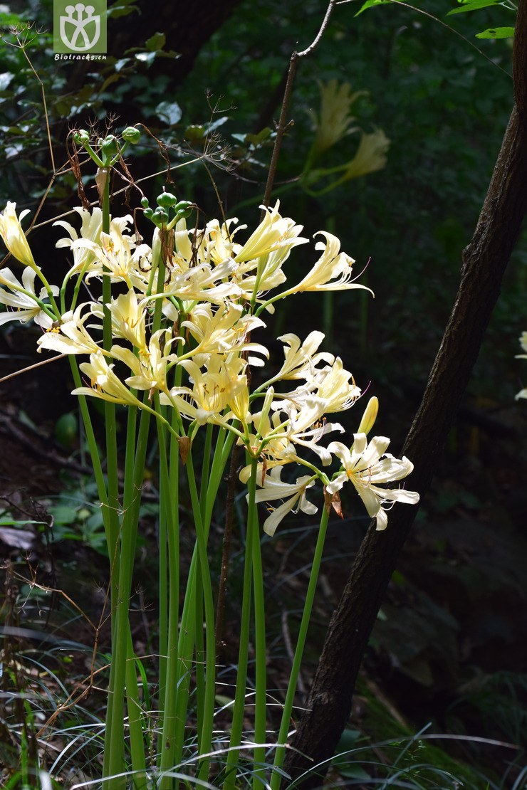 图片信息-kingdonia-植物云数据