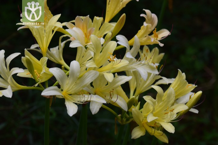 10黄长筒石蒜 (21).jpg 相邻时间拍摄的照片      张