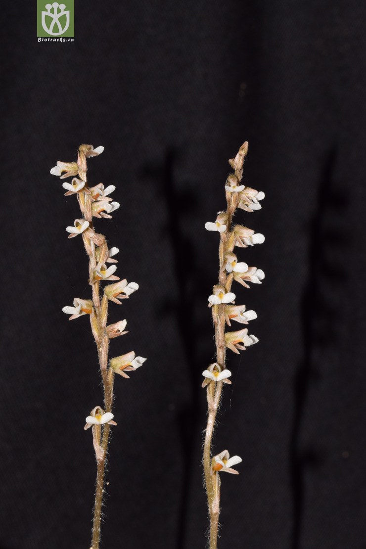 003宽叶线柱兰 (1).jpg 相邻时间拍摄的照片      张