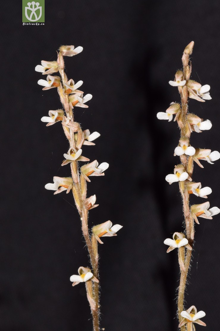 003宽叶线柱兰 (26).jpg 相邻时间拍摄的照片      张