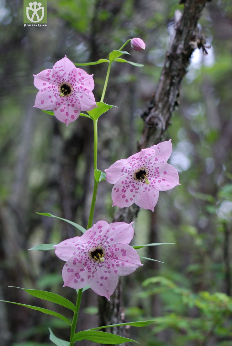 7151-豹子花_03.jpg 相邻时间拍摄的照片      张
