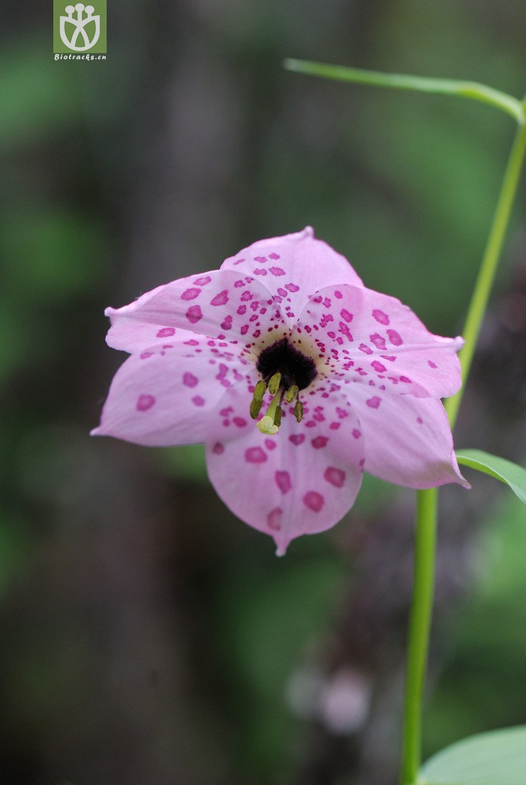 7151-豹子花_04.jpg 相邻时间拍摄的照片      张