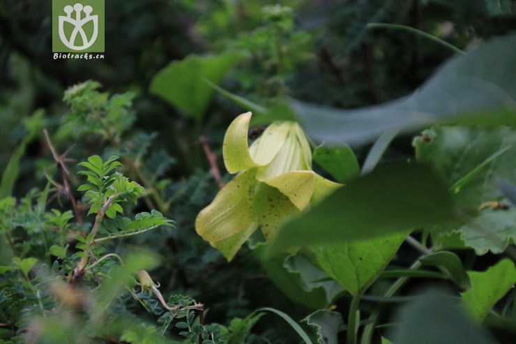 7106金黄花滇百合 (4).jpg