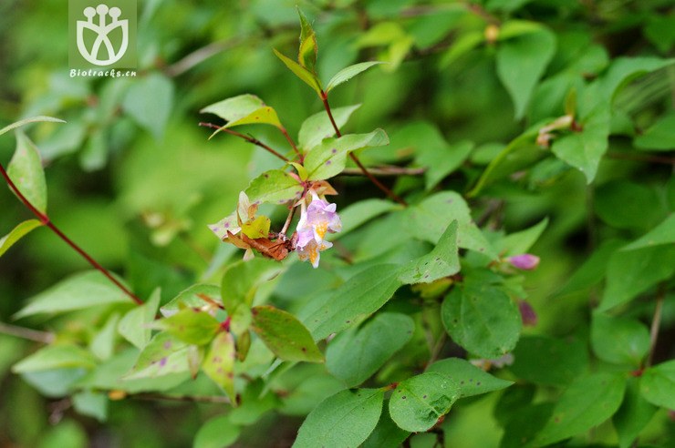 abelia uniflora 蓪梗花 imgp6141.jpg 相邻时间拍摄的照片      张