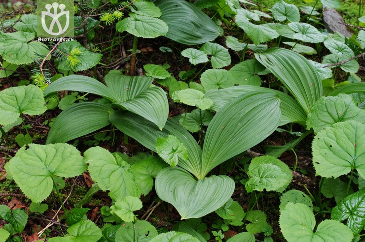 veratrum nigrum 藜芦 imgp6474.jpg 相邻时间拍摄的照片      张