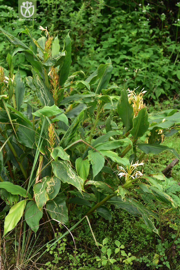 图片信息-kingdonia-植物云数据