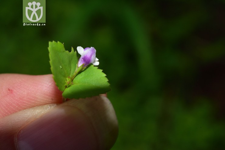7459-宽叶母草 (9).jpg 相邻时间拍摄的照片      张
