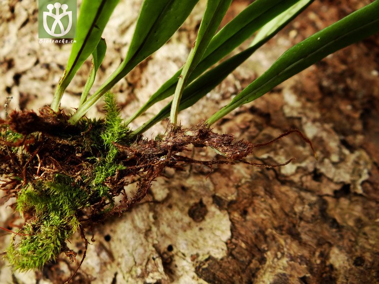 瓦韦属(lepisorus)dsc06527 (8).jpg 相邻时间拍摄的照片      张