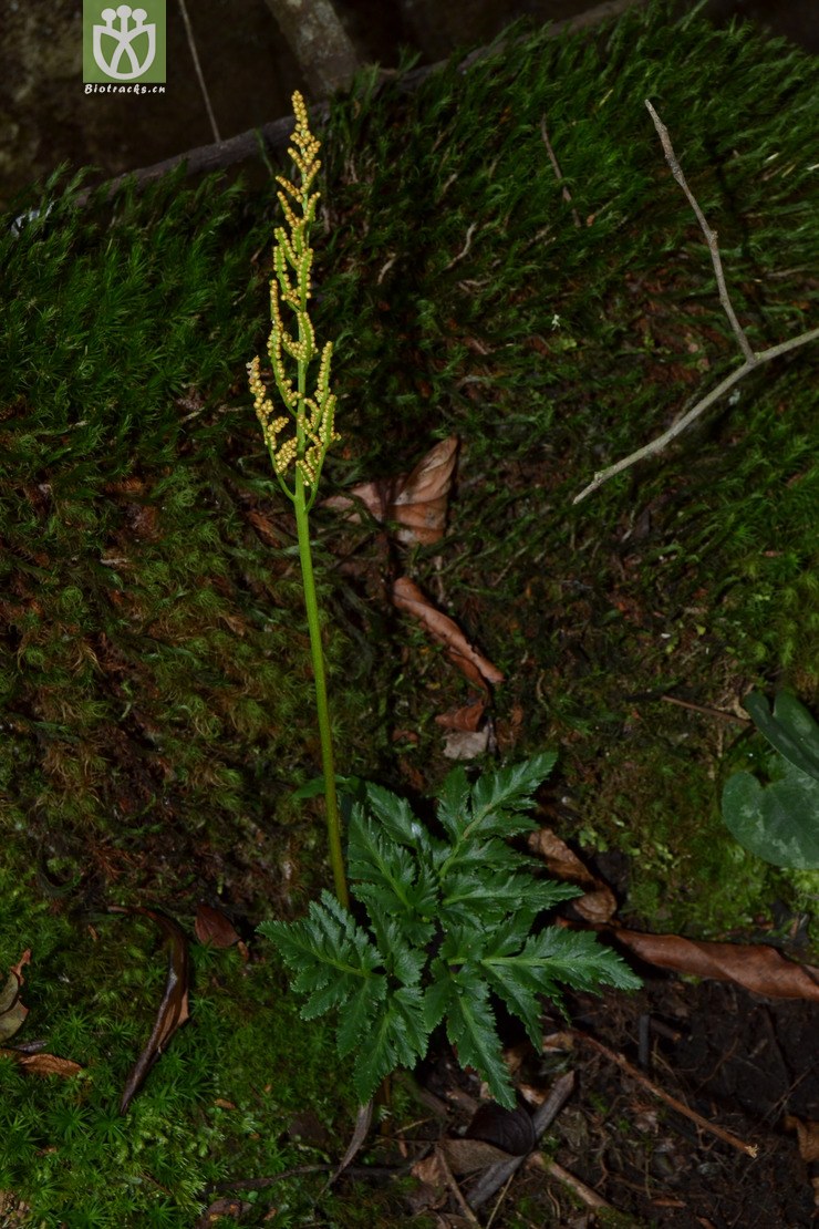 djy05046_阴地蕨(botrychium ternatum) (4).
