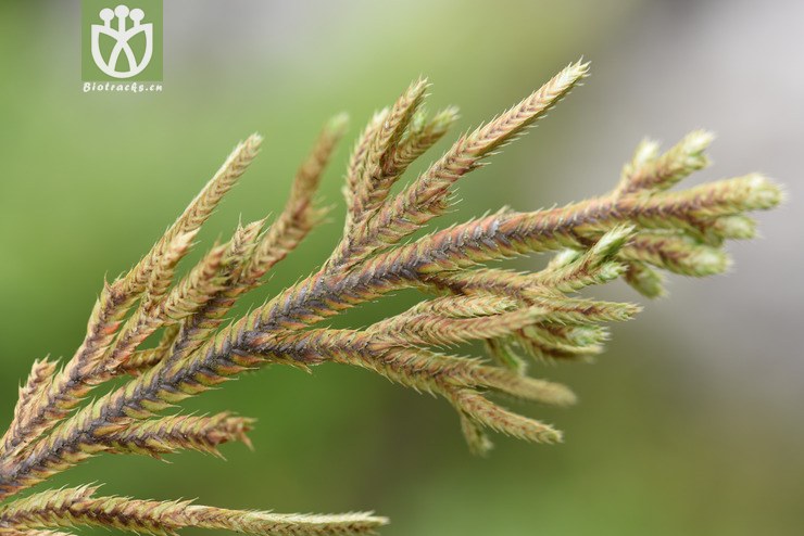 selaginella pulvinata -垫状卷柏-zhang liang 1820 (12).