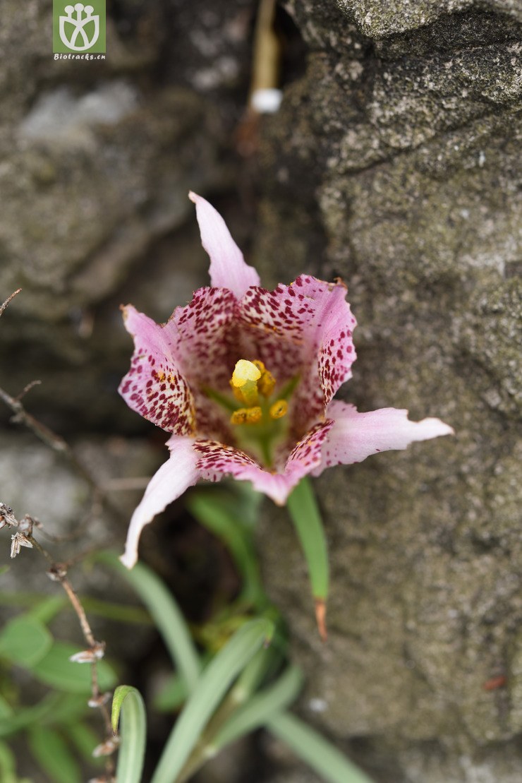 lilium bakerianum var. rubrum-紫红花滇百合-dsc_2284 (6).r.