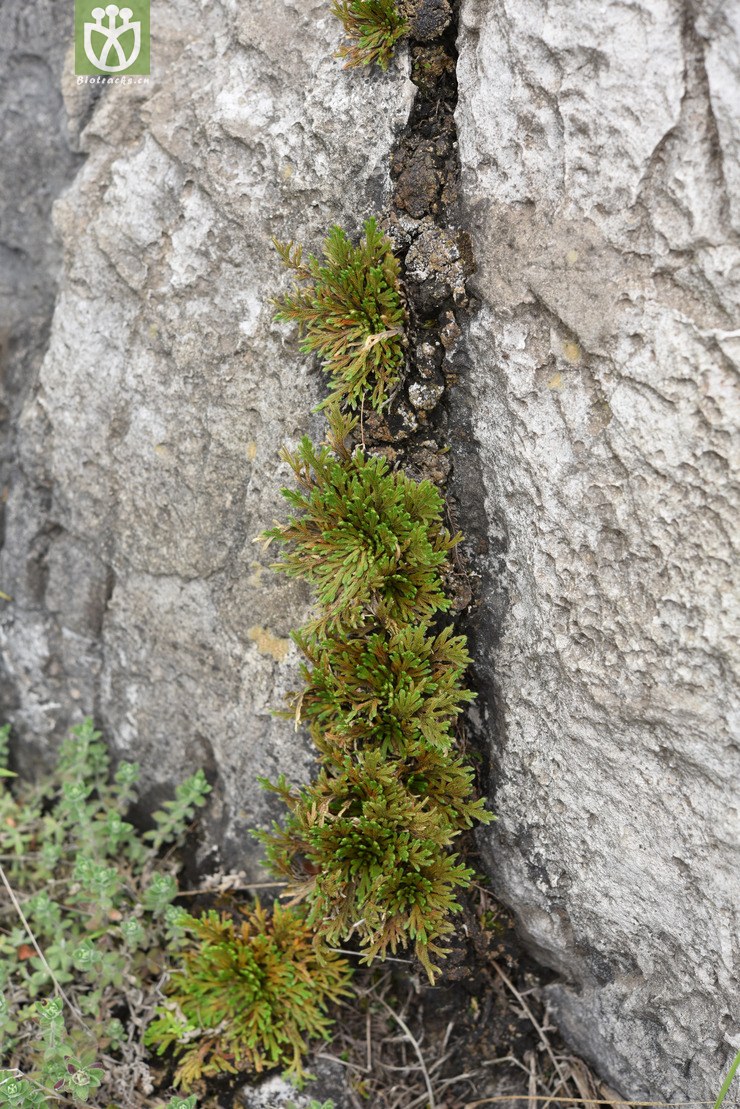 selaginella pulvinata -垫状卷柏-zhang liang 1820 (21).