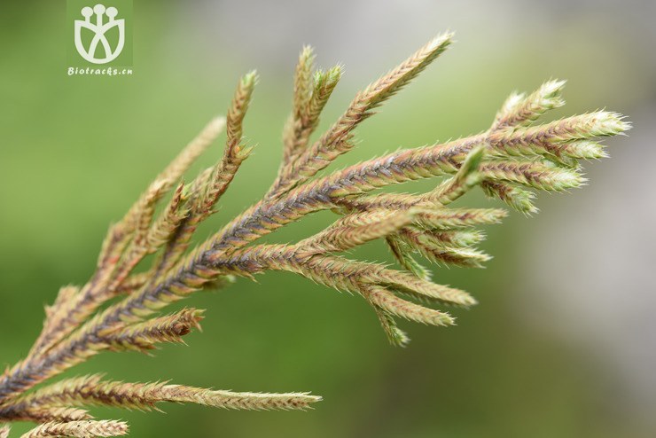 selaginella pulvinata -垫状卷柏-zhang liang 1820 (13).