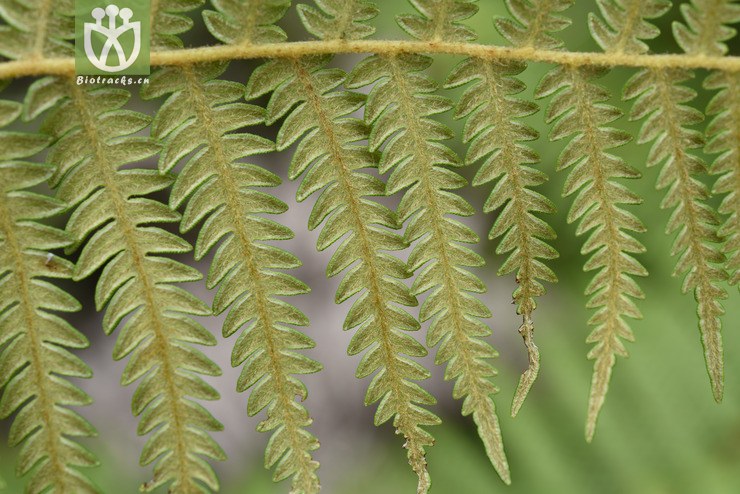 pteridium revolutum-毛轴蕨-dsc_2326 (3).