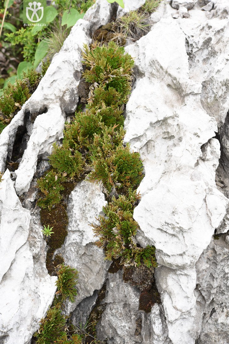 45% selaginella pulvinata -垫状卷柏-zhang liang 1820 (25).