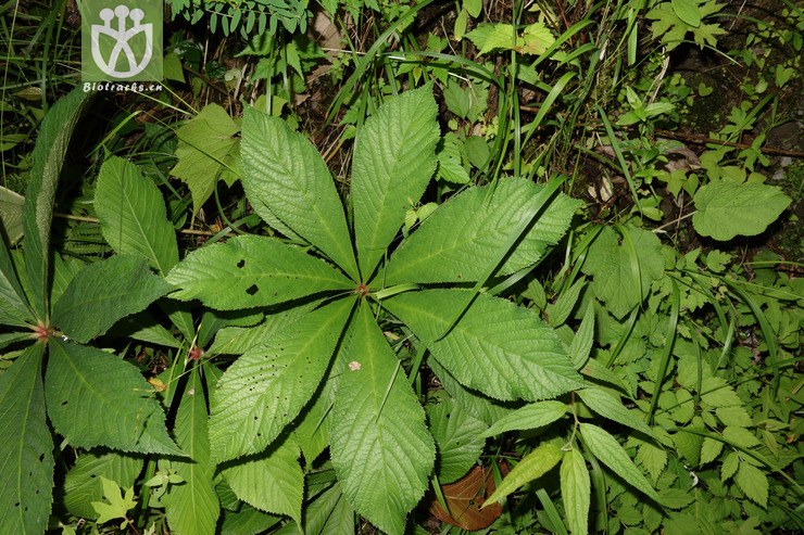 七叶鬼灯檠 (6).jpg 相邻时间拍摄的照片      张