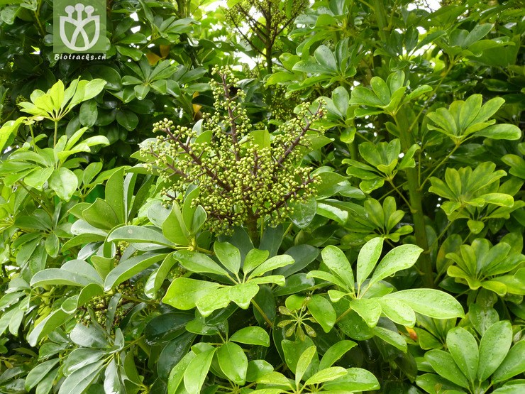 鵝掌藤(schefflera arboricola)-果序-吳棣飛拍攝.